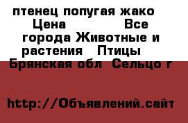 птенец попугая жако  › Цена ­ 60 000 - Все города Животные и растения » Птицы   . Брянская обл.,Сельцо г.